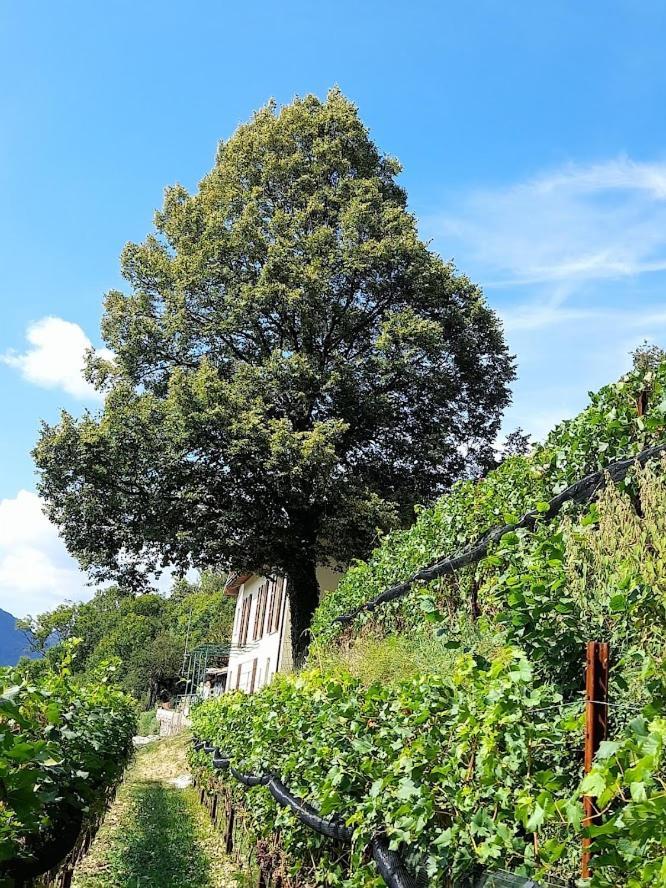 Cascina Teresina Villa Veleso Dış mekan fotoğraf