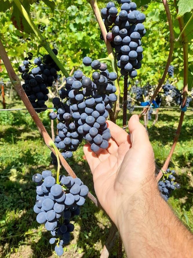 Cascina Teresina Villa Veleso Dış mekan fotoğraf